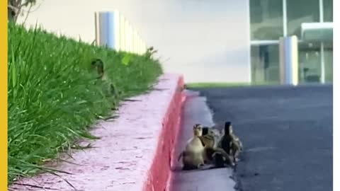 Ducks and her babies so cute