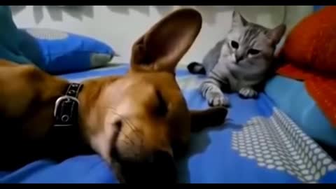 Cat beats dog | Dog farts | Funny, funny, cats and dogs)))