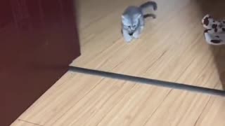 This funny cat almost cried.