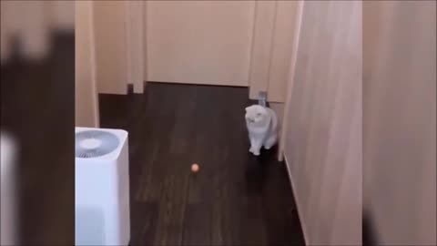 cat playing with the ping pong ball looks how cool and amazing