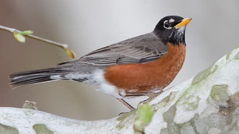 American Robin Bird Sound, Bird Song, Bird Call, Bird Calling Chirps, Listen Birds Chirping Melody