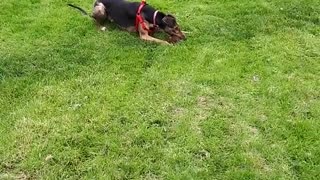 Brown dog running around chasing stuffed animal toy
