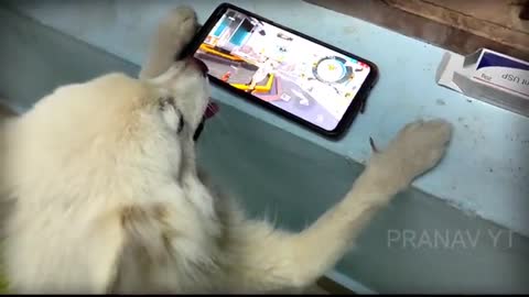 DOG_PLAYING_FREE_FIRE_⚡Funny_video🔥He_is_a_pro😂(360p)