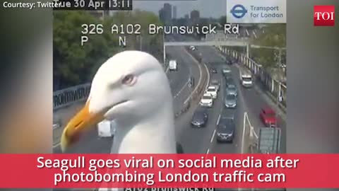 bird interrupting traffic cam