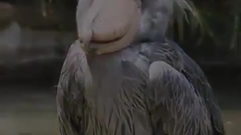 Shoebill Stork