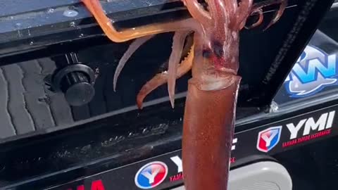 This big octopus runs away when it wants to be cooked alive
