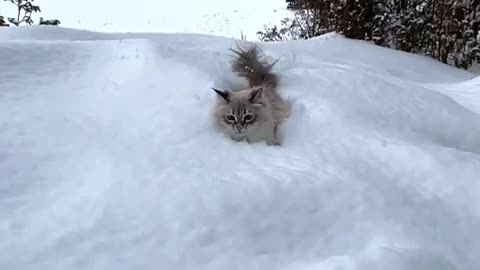 MY LOVELY CAT ENJOYING THE SNOW