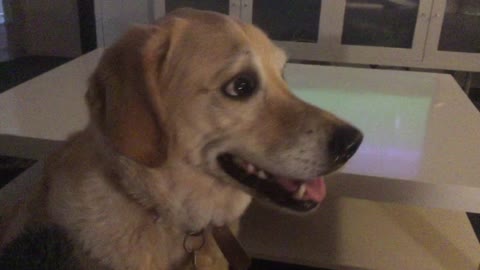 Retriever Reacts to Being Asked if She Wants to go to the Park