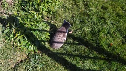 Momma Cat plays with her kitten in ther garden