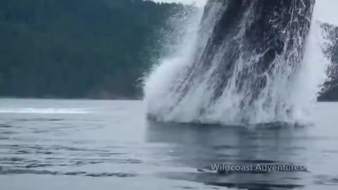 Incredible video shows humpback whale breaching near kayakers