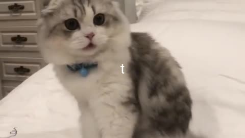 CAT cuty buty animals prank videos funny