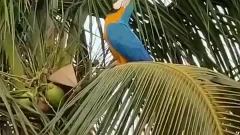 Watch the parrot take and eat the coconut very professionally.