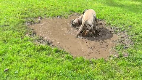 Labrador Gets Dirty in Mud Puddle