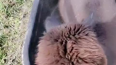 Water Tank is Perfect Bathtub for Alpaca