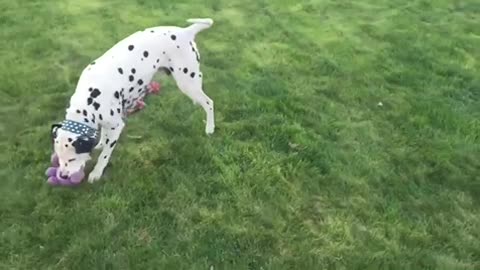 Dalmatian g Não fuçando tc Tcurxr plays together in slow motion