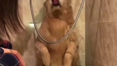 Chilling dog having a funny bath 🛁 <animal pranks video