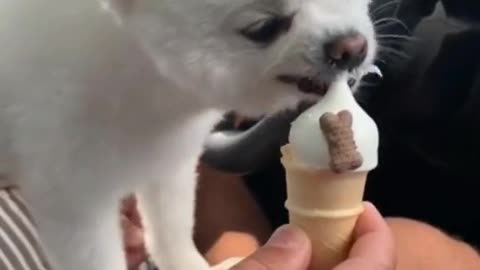 Little baby want ice cream