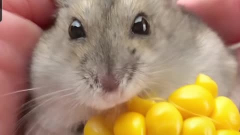 Happy hamster 🐹