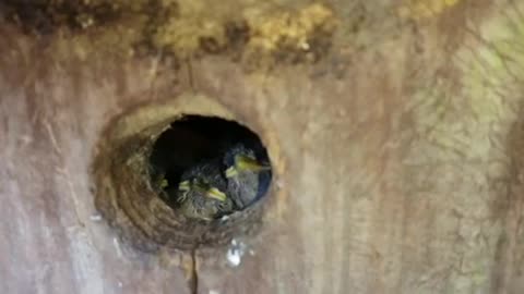 Little baby birds waiting for food very cute