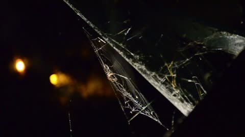 spider net||How to create spider net