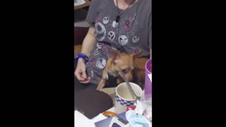 Chihuahua scared of Michael Myers mask