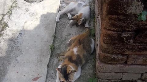 Kitten playing with her mom's tail