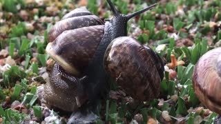 Closeup of cute snails