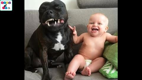 Cute dog - The dog's reaction to the baby for the first time is super fun 2021