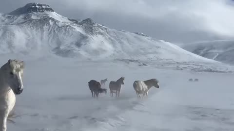 White Horses in Iceland