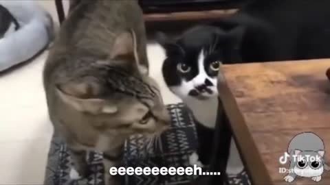 Cats talking ?? these cats can speak english better than hooman