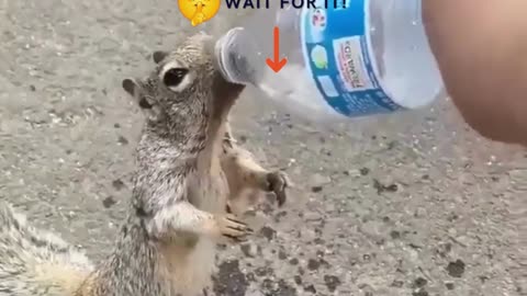 THIRSTY SQUIRREL DRINK FROM A BOTTLE