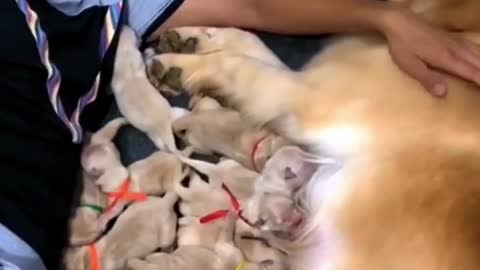 Golden Retriever Puppies Confused!