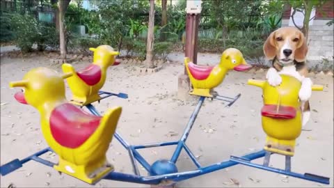 Cute beagle puppy enjoys ride on a playground merry go round