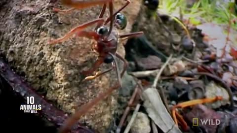 The Australian Bull-Ant - 10 Animals that Can Kill You_Cut.mp4