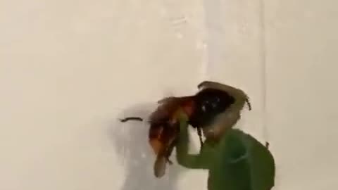 Praying Mantis vs Hornet