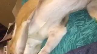 Golden dog laying in bed getting scratched