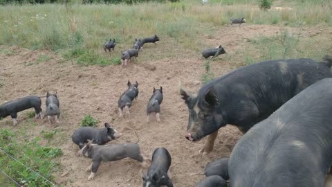 Bacon Seeds at Borderline Farm