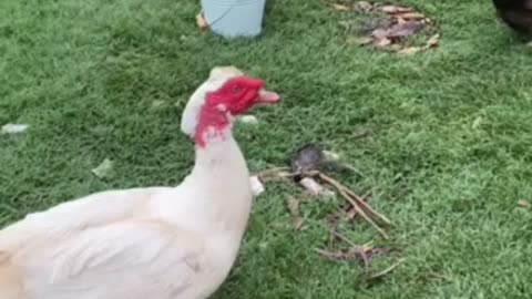 Muscovy Ducks