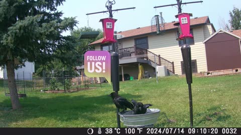 2 Crows in the tub