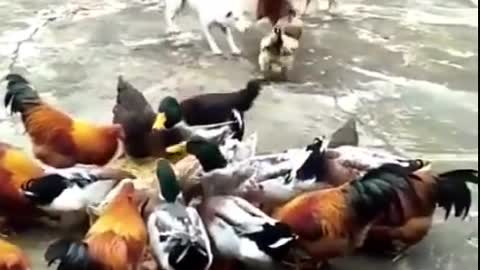 Chickens Fight Dogs Epic Videos