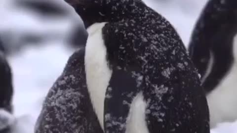 Baby penguin take shelter under momma penguin