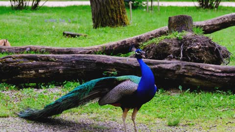 A Peacock Squeaking (19)