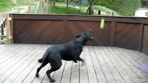 Dog Fan Of Tennis Balls Gets To Chase Them To His Heart's Content