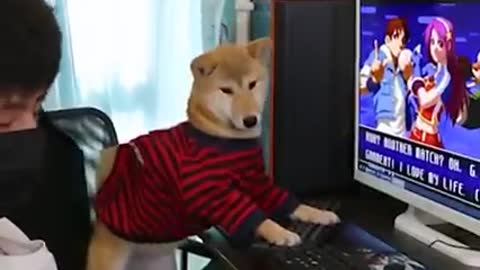 Man playing computer games together with his dog