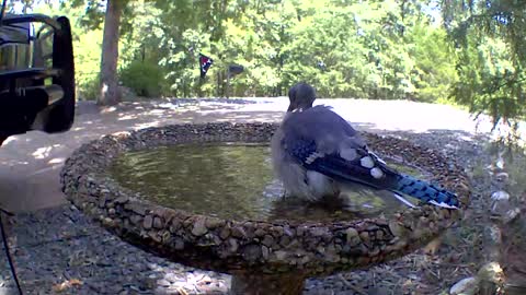 Molting Bluejay taking a bath