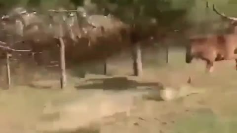 deer running away on the farm