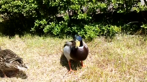 Ducks from the park