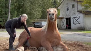 Majestic Horse Lets Loose Train of Toots