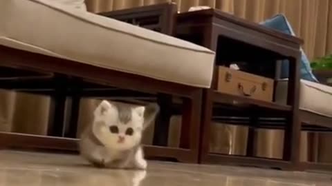 Cute baby cat