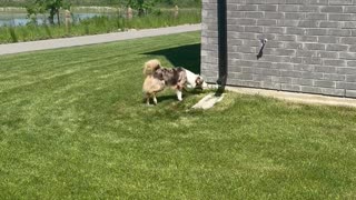 Tail-Holding Australian Shepherd Crashes Into House